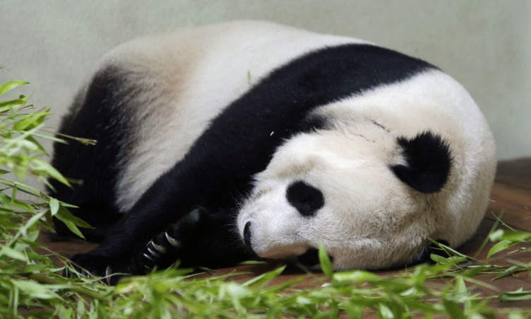 Keepers at Edinburgh Zoo believe that Tian Tian may be pregnant.