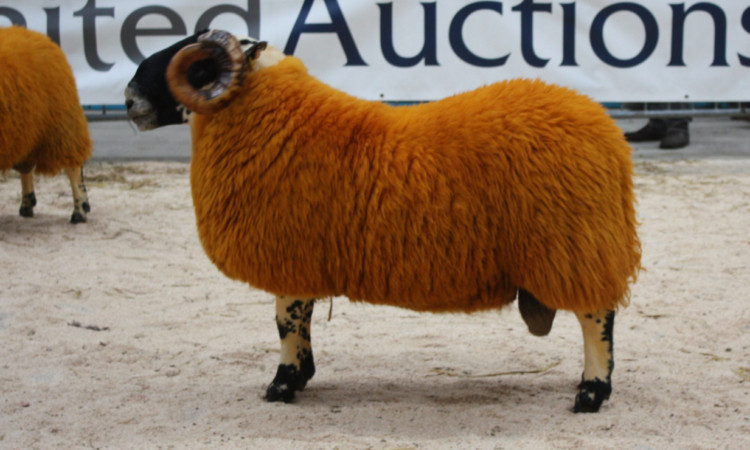 The £6,500 North-type shearling from Matthew Hamilton, Woolfords.