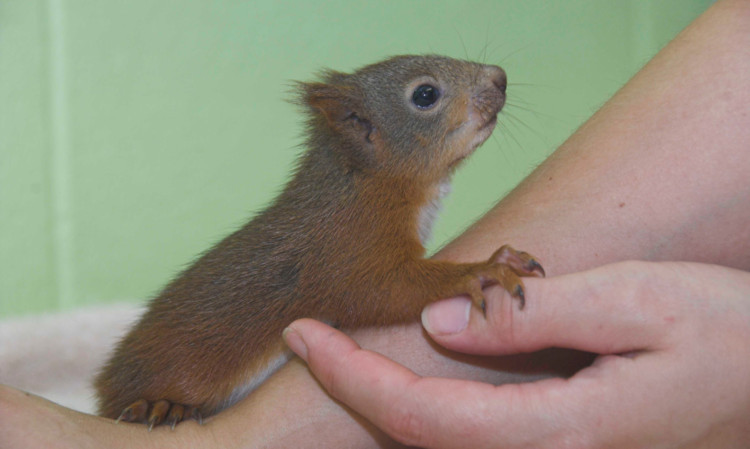 Dizzee, the orphaned squirrel.