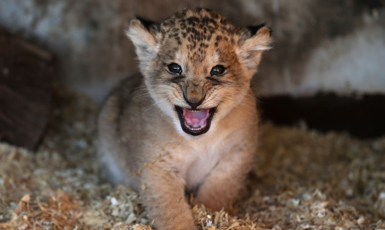 Karis, a one month old lion cub at her weigh-in at Blair Drummond Safari Park.