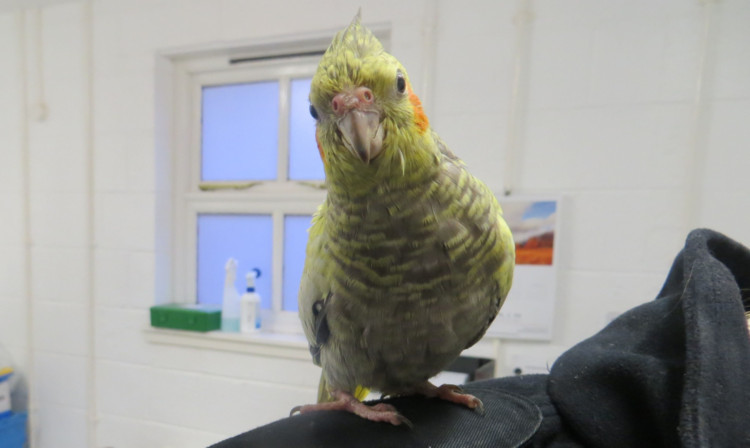 This friendly cockatiel, which has been named Sparky, was found in Lochgelly.