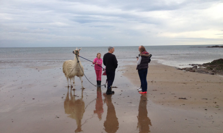 Nico, Jennifer and Nicos owner Peter Marshall meet bemused passers-by as they go for a walk along the East Sands.