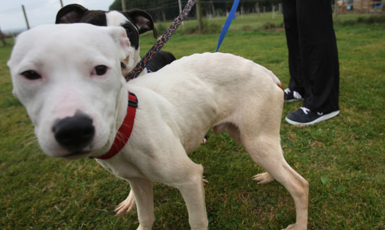 Snowy, a malnourished dog rescued after the owners claimed they could not afford to feed it.