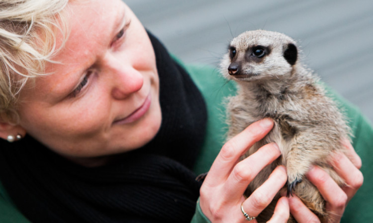 Volunteer project coordinator Nicky Lindsay with Amira, the meerkat she hand reared.
