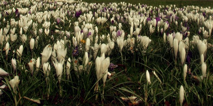 Colourful bed of crocus cover the ground on the South Inch opposite St Leonards-in-the-Field's Church, Perth.