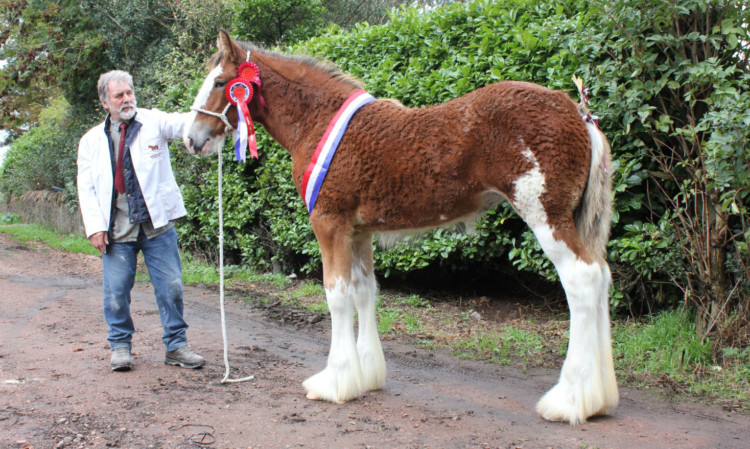 Sandy Aitken's Newton Glens Kara took the supreme and foal championships at North East Fife
