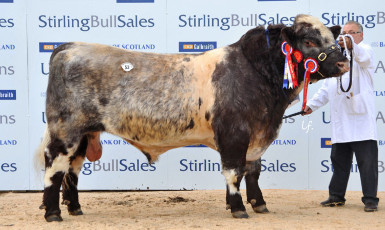 Alvie Elton from Mr & Mrs JDA Williamson, Kincraig, sold for top price 12,000 gns