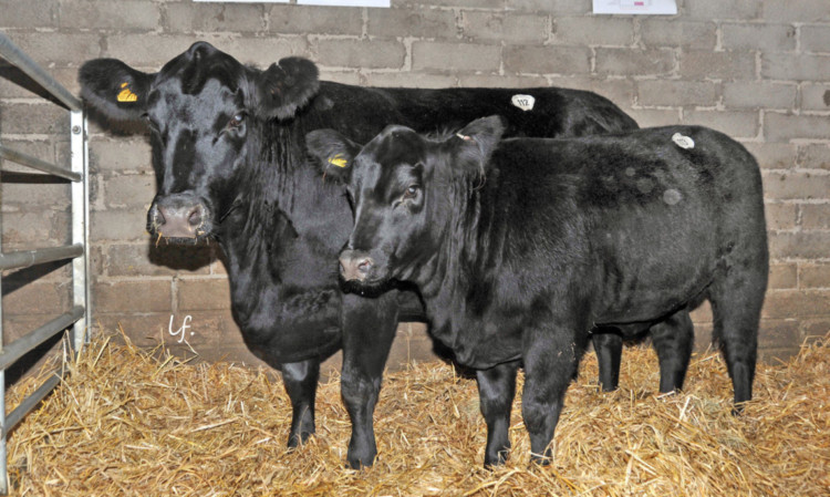 Robin Orrs cow and calf from the Halbeath herd sold for a combined price of 33,000gns.