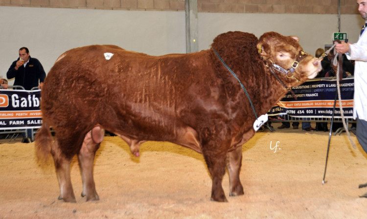 Top price Limousin bull Emslies Hendreron from H Emslie, sold for 15,000 gns