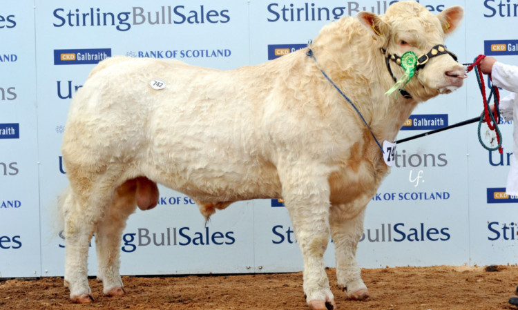 Balmyle Headline from W P Bruce, Balmyle, Meigle, sold for the day's top price - 22,000 gns