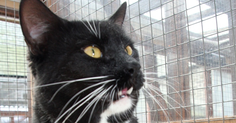 Mike Meach Evening Telegraph - Cats Protection League, Peep O'Day Lane, Dundee - Reggie, Pet of the Week