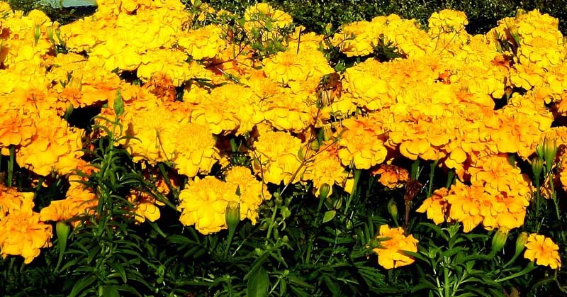 Golden marigolds in the flowers beds at the Seabraes on Perth Road,  Dundee  -  contrast against a dramatic late evening sky.