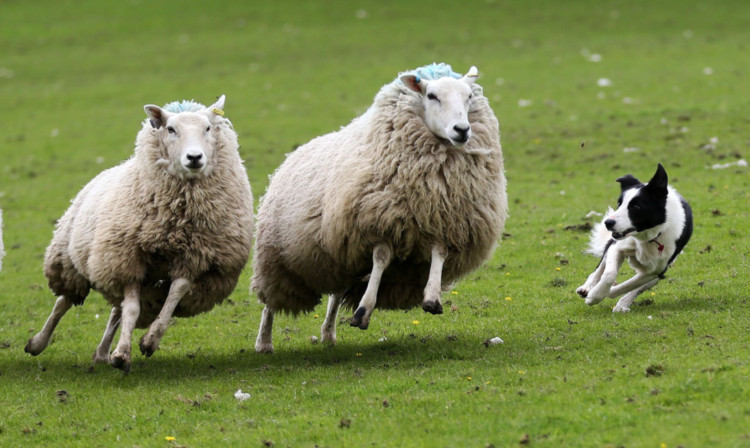 Police in Tayside said at least four separate incidents of sheep rustling have been reported across Perthshire over the last two months.