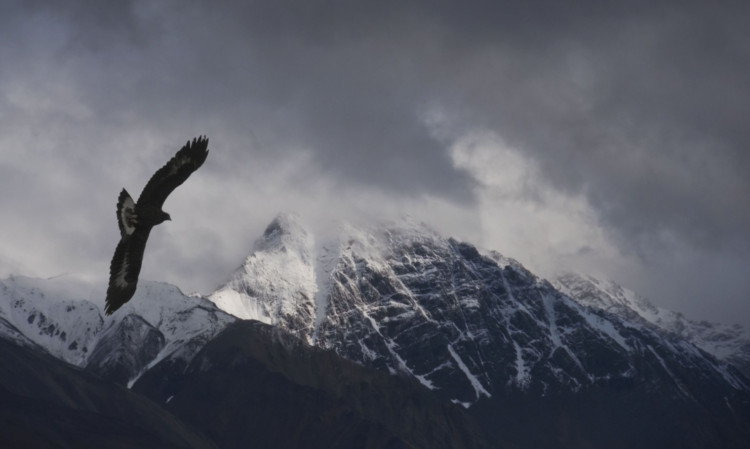 The majestic golden eagle.