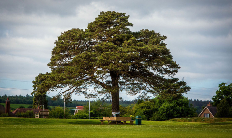The Scots Pine has now been felled, despite a spirited campaign to save it.