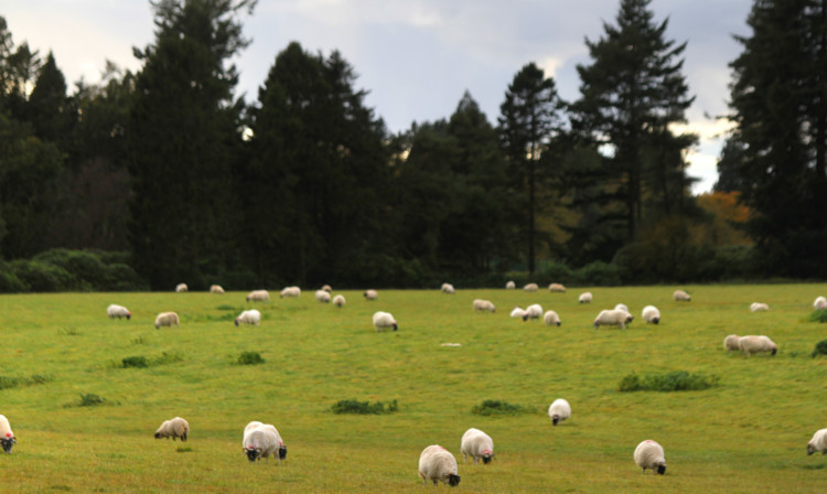 Kris Miller, Courier, 15/10/12. Picture today shows a general shot of sheep grazing for files.