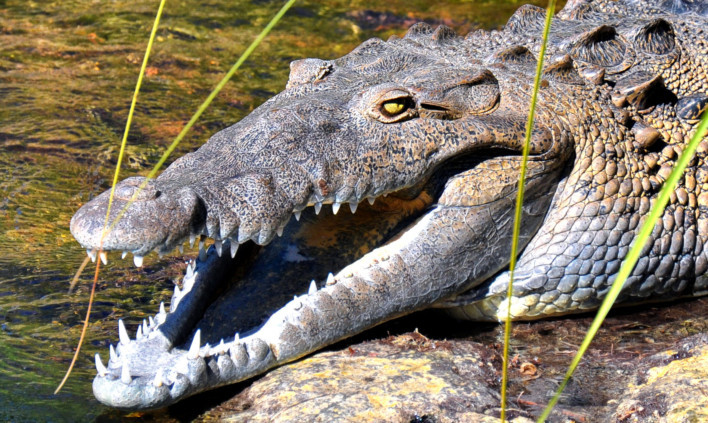 Crocodiles are among the wild and dangerous animals owned as pets.