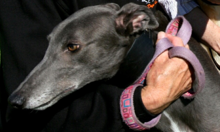 Greyhound owners say the breed can make wonderful pets.