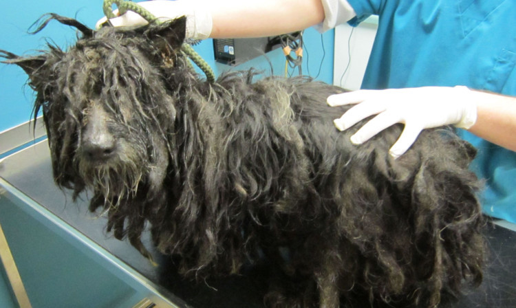 The Scottie was put down to end its suffering.