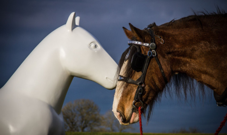 Clydesdale horse Maira with a plain sculpture at Hamilton Racecourse.