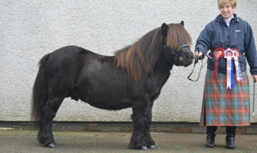 Cassindilly Jester was standard champion for Louise Wilson