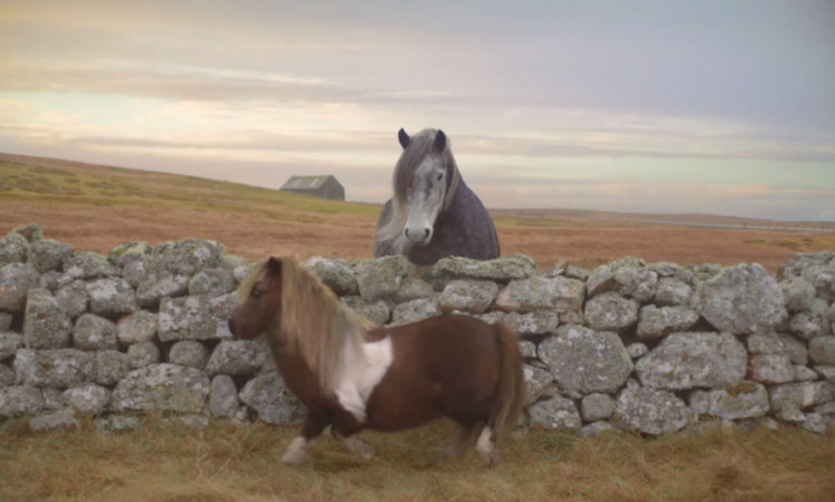 Socks will appear in a second advert for mobile phone network Three, set on the beaches of Shetland.