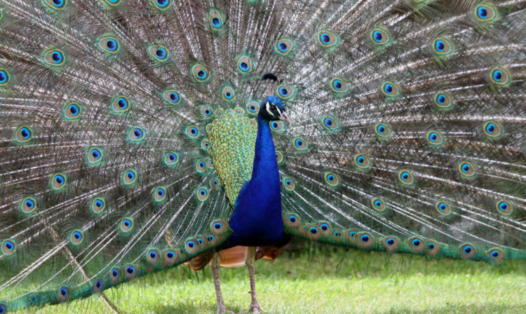 The national bird of India has made itself quite at home in the Auld Grey Toun.