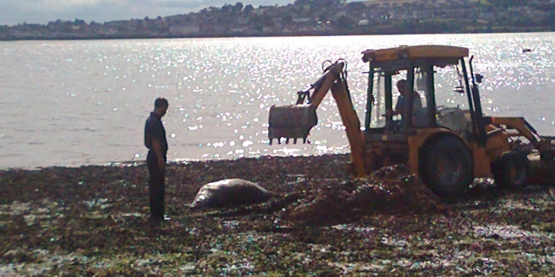 seal buried on broughty ferry beach