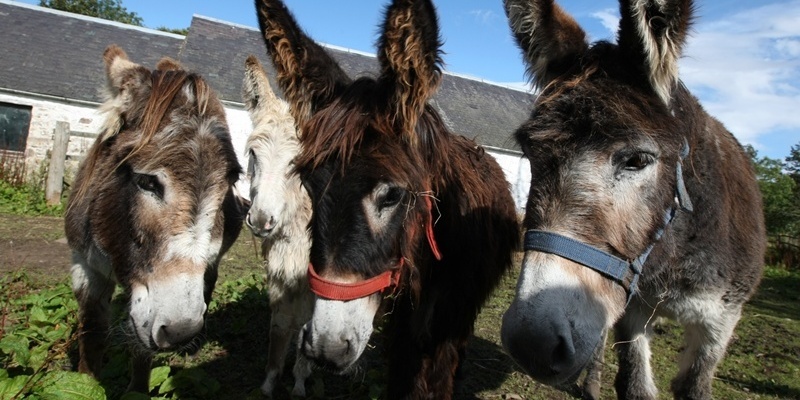 DOUGIE NICOLSON, COURIER, 07/09/11, NEWS. Pic shows some of the recently rescued donkeys at the Mountains Animal Sanctuary in Glen Ogil today, Wednesday 7th September 2011.  Story by Forfar office.