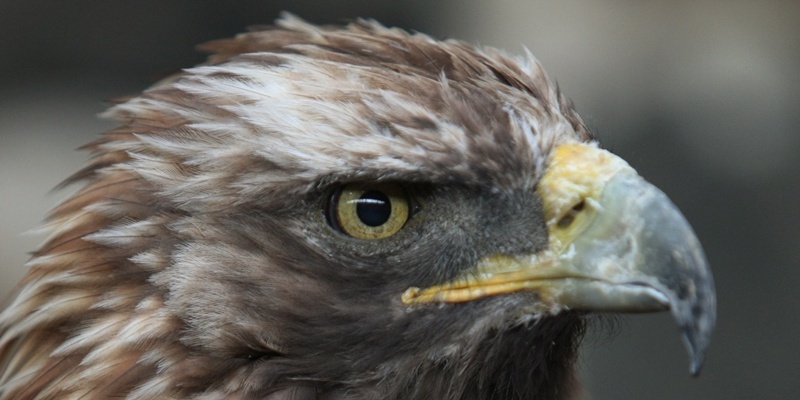 Elite Falconry at Cluny,  Methuselah the Golden Eagle.