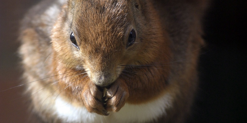 A Red Squirrel at Camperdown Wildlife Centre, Dundee.