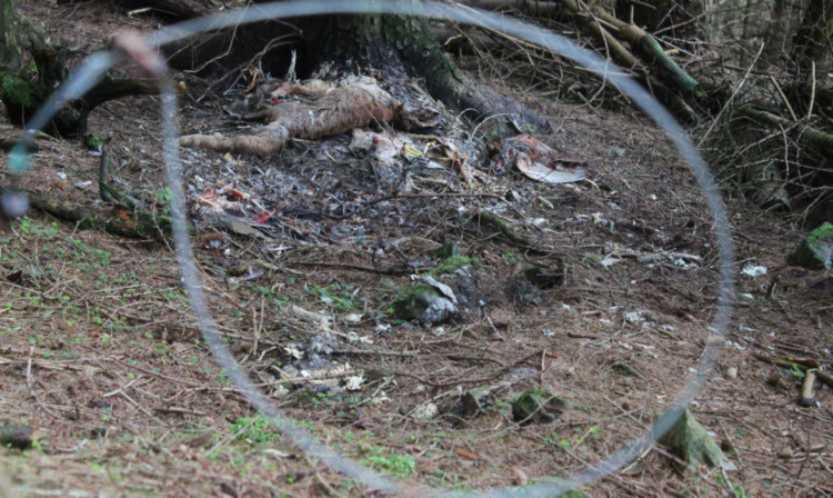 The bodies of three domestic cats were discovered by animal charity investigators in the Angus glens. They had been killed by traps designed to snare wild animals, using animal carcases as bait.