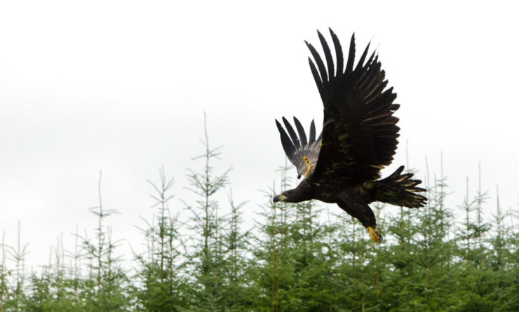 White-tailed sea eagles were spotted across the country.