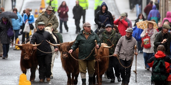 Steve MacDougall, Courier, King Street, Crieff. Griff Ryhs Jones and with Highland Cows and horses, leaving from Market Park and droving to James Square as part of the Drover's Tryst Festival, which is being filmed for a new TV programme. Pictured, Griff Ryhs Jones far right.