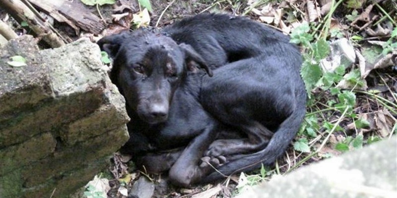 (TODAY)
Collect Pic: Central Scotland News Agency
File Name:AbandondedToby1
HORRIFICALLY injured pet Labrador, nicknamed "Toby" by his rescuers, who was left abandoned on an embankment off a remote farm track near Burntisland, Fife. See story from Ben Archibald.


Tel/Fax: 01786 462423
E-mail: pix@thenewsagency.com