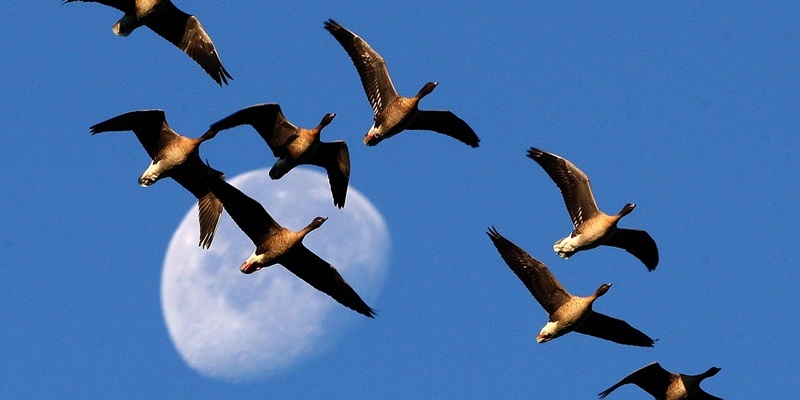 A skein of Pink-footed geese fly past the moon as they arrive at the RSPB Vane Farm Nature Reserve by Loch Leven, Scotland.