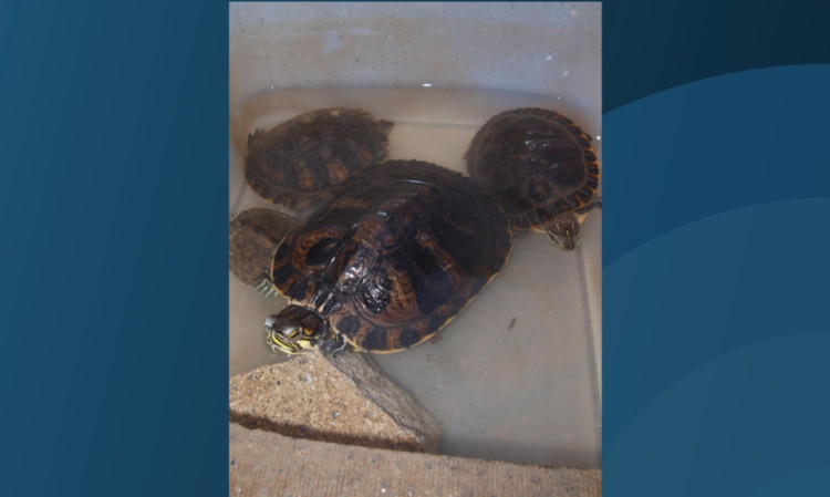 The charity is appealing for information on the dumped terrapins.