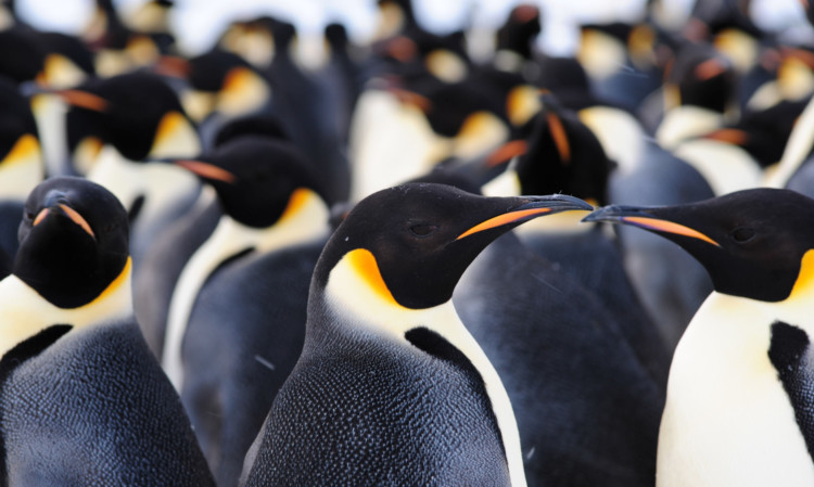 Emperor Penguins.