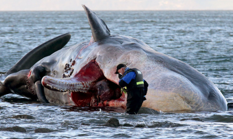 A marine rescue worker examines the whale carcase.