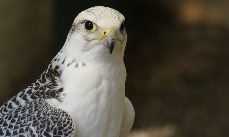 A Gyr-Saker falcon, similar to the one missing in Angus.