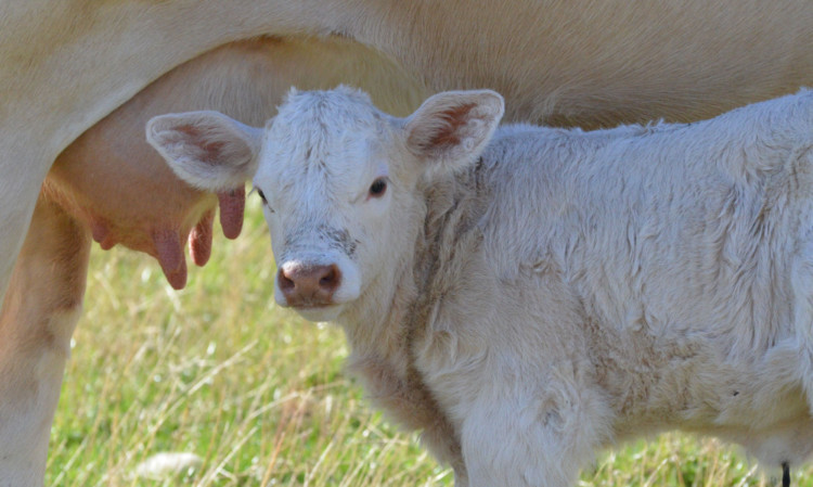 Suckled calf production needs maximum support, says the SBA.