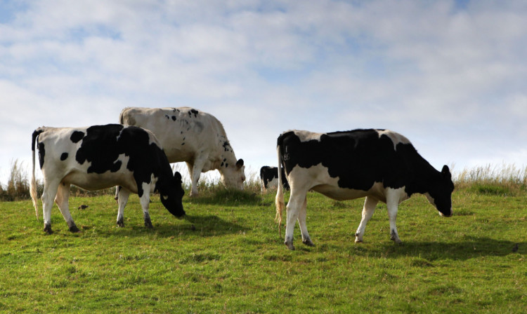 The number of dairy farms in Scotland has fallen below 1,000.