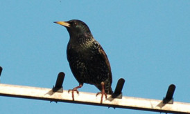 Aerial delight: starlings are wort ha second look.