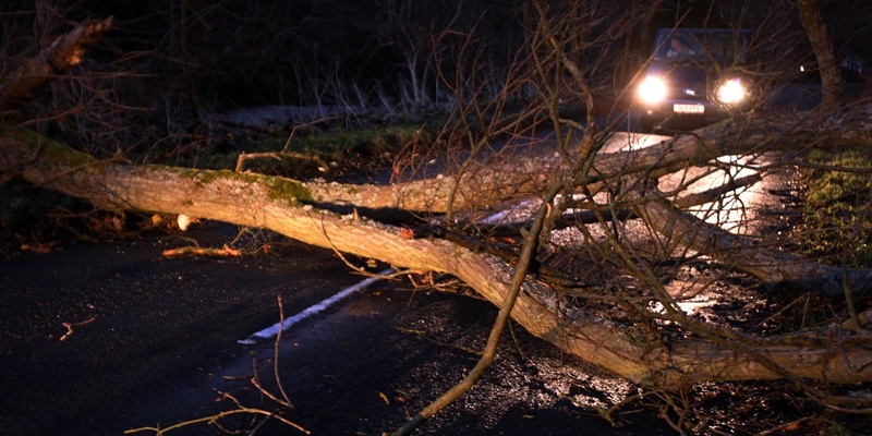 John Stevenson. Courier. Fife, 08/12/11. Weather pics. Pic shows fallen tree has closed the Pitscottie to Cupar road at Dura Den.