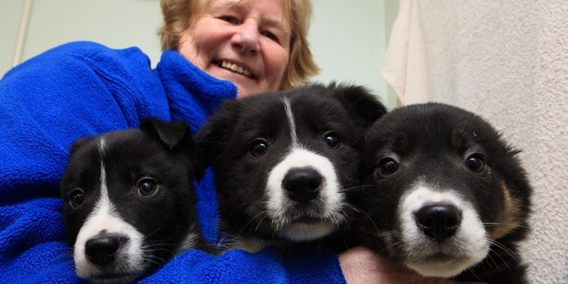 The Collie Pups at PADS, Forteviot, with Kennel Assistant Olive McQueen

Pic Phil Hannah