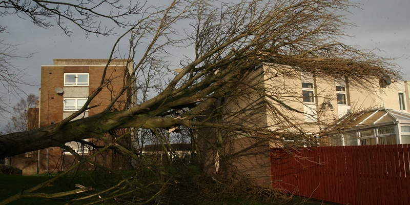 John Stevenson. Courier. 03/01/12. Fife, Glenrothes. Tree crashes down onto roof of house at 227 Coliston Avenue Glenrothes while couple were in bed. Pic shows the giant tree which covers the complete roof area of Jim Meeks home.