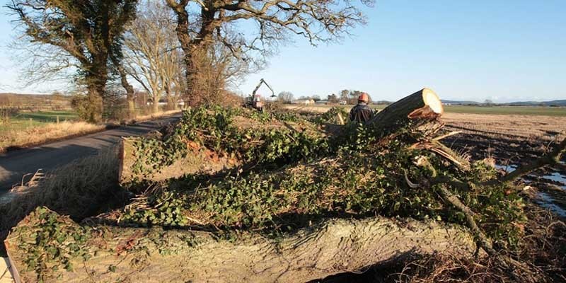 Kim Cessford, Courier - 05.01.12 - pictured on the road between the Longforgan Station and Templehall where storm damaged trees are being cut up - words from Johnny Watson