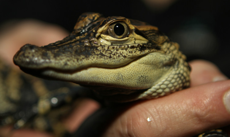 The American alligators arrived at St Andrews aquarium last month.