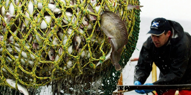 Cod and haddock being lowered into the hold from a pair-trawled catch from between Norway and the Shetland Islands in the North Sea. Scotland is home to the largest part of the UK's sea fishing industry, with many coastal communities depending upon it for their livelihood. With anxiety over declining fish stocks especially cod the European Common Fisheries Policy has imposed quotas on catches and there are now worries about the long-term future of the industry in Scotland. NB. Pair-trawling involves two vessels pulling on either side of a net.  03/03/04: The SNP were stepping up their attempts to block the EU fishing deal struck in Brussels before Christmas.  Nationalist shadow fisheries minister Richard Lochhead was calling on a cross-party committee to vote down the technical measure which would bring the deal into law.