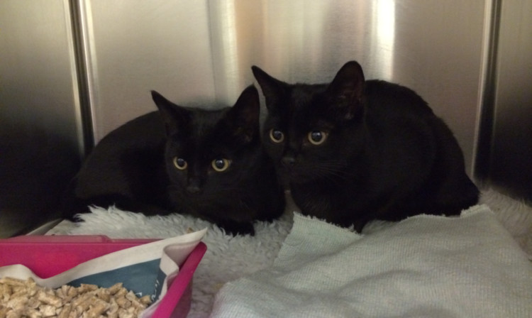 The kittens which are now being cared for by Parkside Veterinary Group.